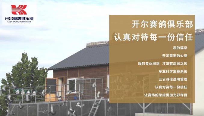 开尔鸽业品牌全案服务